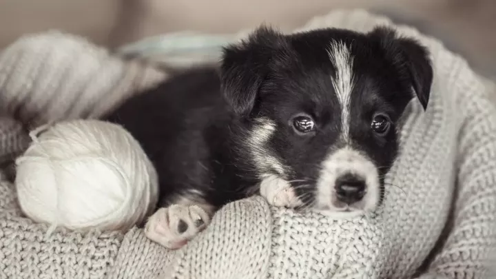 První štěně v rodině: co byste měli vědět, než si domů přivedete chlupatého člena
