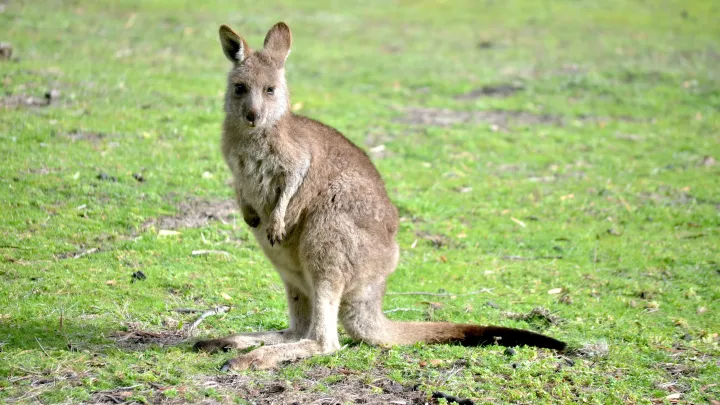 Kam se hrabe safari: Řidiči u České Lípy nevěřili svým očím, co na ně vyskočilo ze sněhu