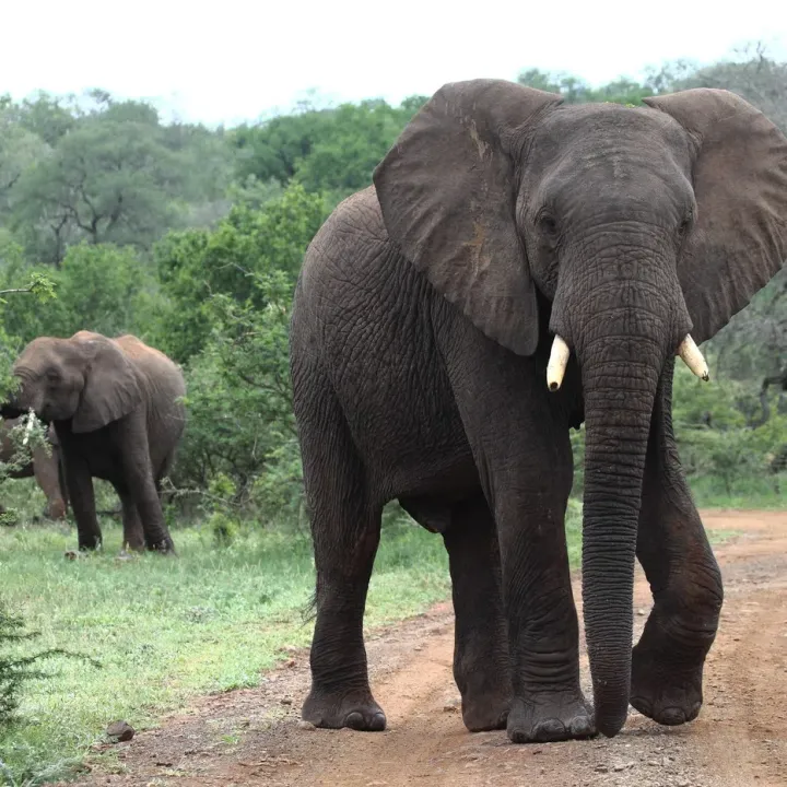Mírumilovný obr se změnil v monstrum: Slon během 10 dnů zabil 20 lidí a stále uniká