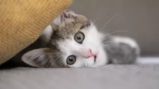 Jak si povídají kočky: Je pravda, že nemňoukají na jiné kočky a schovávají si to jen pro nás lidi?