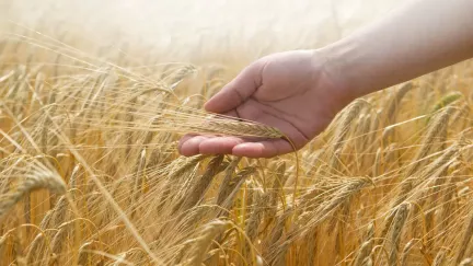 Lidské ruce mají tajnou schopnost, v tomhle testu porazily i roboty