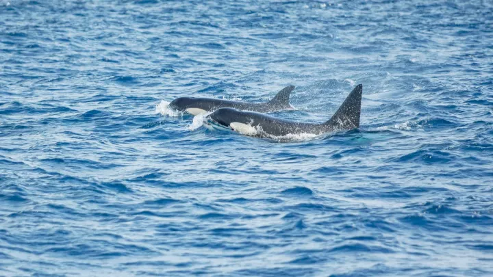 Kosatky u Gibraltaru šokují vědce: útočí na lodě a mluví jazykem, který nikdo nezná