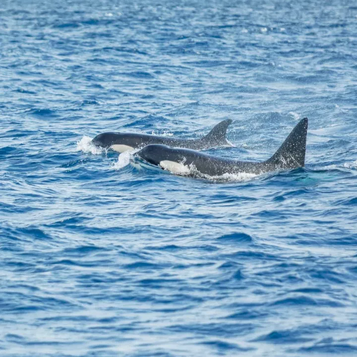 Kosatky u Gibraltaru šokují vědce: útočí na lodě a mluví jazykem, který nikdo nezná