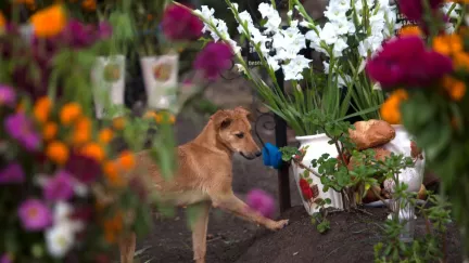 Pes, kvůli kterému se změnil zákon. Roky lehal u hrobu své majitelky