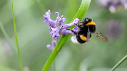 Bylinky, které k vám přilákají zástupy roj opylovačů