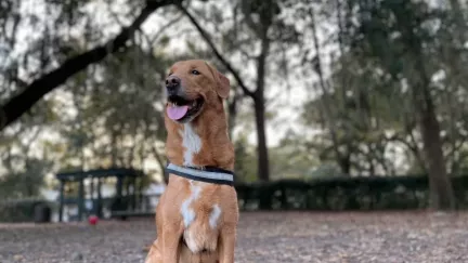 Pes vycítil rakovinu dřív než lékaři. Dvakrát zachránil rodinu před smrtí