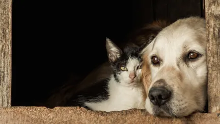 Kočky umí pomáhat lidem stejně jak psi. Jen to nebudou dělat zadarmo, potvrdili vědci