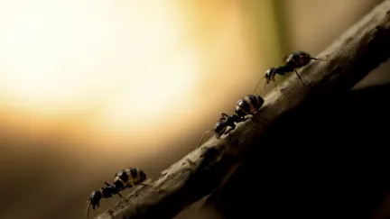 V přírodě se odehrává radikální změna, jeden druh zrušil existenci samců