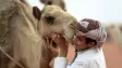 Neuvěřitelné: velbloudům píchali výplně do rtů, aby vyhráli soutěž krásy