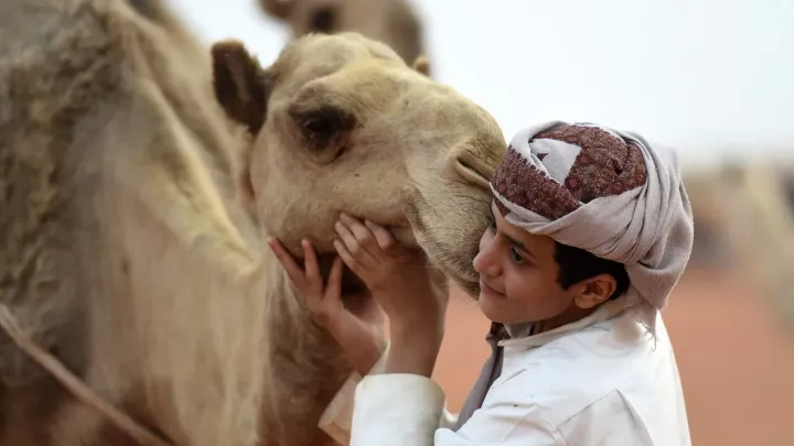 Neuvěřitelné: velbloudům píchali výplně do rtů, aby vyhráli soutěž krásy