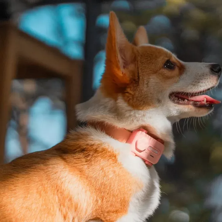 Díky obojkům teď psi a kočky mohou telefonovat svým majitelům. Měli by ale?