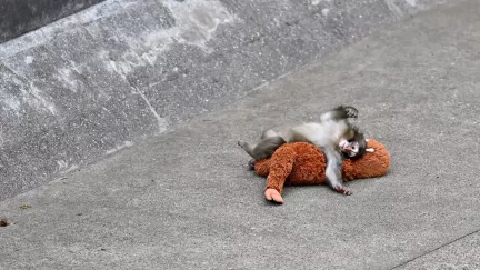 Smutný příběh z japonské zoo: opičí mládě našlo útěchu v plyšové hračce