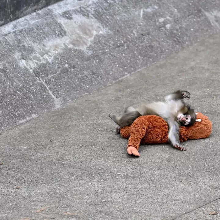 Smutný příběh z japonské zoo: opičí mládě našlo útěchu v plyšové hračce