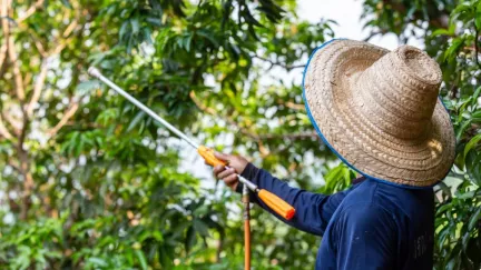 Jak správně načasovat první jarní postřik stromů