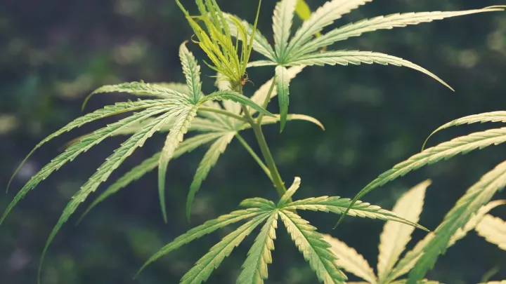 Marihuana může měnit mozek a mysl víc, než se myslelo