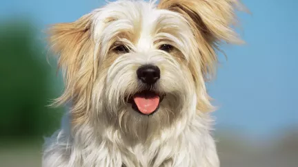 Revoluční tlačítka pro psy dobývají svět, internet po nich šílí