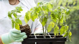 Drahou chemii můžete vyhodit: Tajemství obří úrody už máte dávno v kuchyni