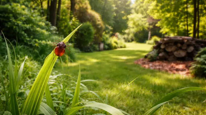 Klíšťata číhají pár metrů od domu. Děláte tuhle chybu i vy?