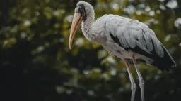 Pražská zoo zahájila dezinfekci expozic zasažených ptačí chřipkou