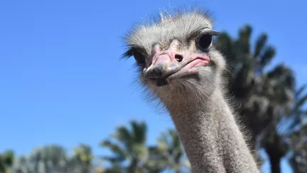 Největší ostuda v historii: Elitní vojáci s kulomety prohráli s hejnem nelétavých ptáků