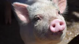 Nejtrapnější konflikt dějin: K válce mezi USA a Británií chyběl jen krůček. Mohlo za ni prase