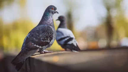 Jak dostat holuby ze svého balkonu, aniž byste naštvali ochránce