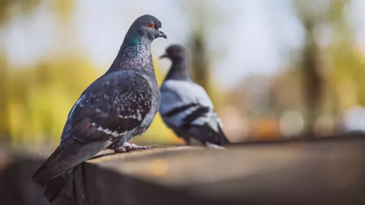 Jak dostat holuby ze svého balkonu, aniž byste naštvali ochránce