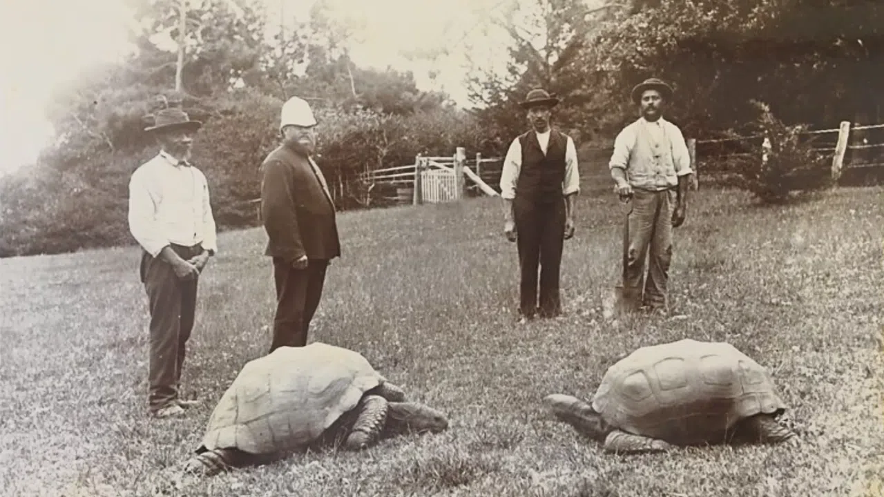 jonathan 1886