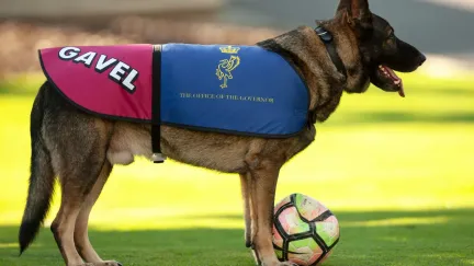 Elitní pes totálně selhal v policejních zkouškách: Od kriminálníků chtěl podrbat na břiše.