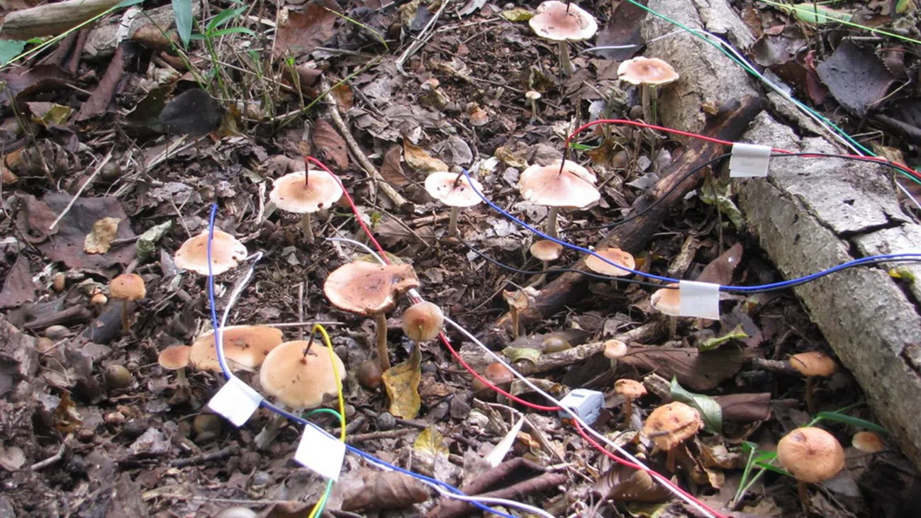 mushrooms science