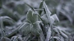 Udeří mrazy. Meteorologové upřesnili předpověď na příští týden