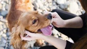 close-up-lovely-cocker-spaniel