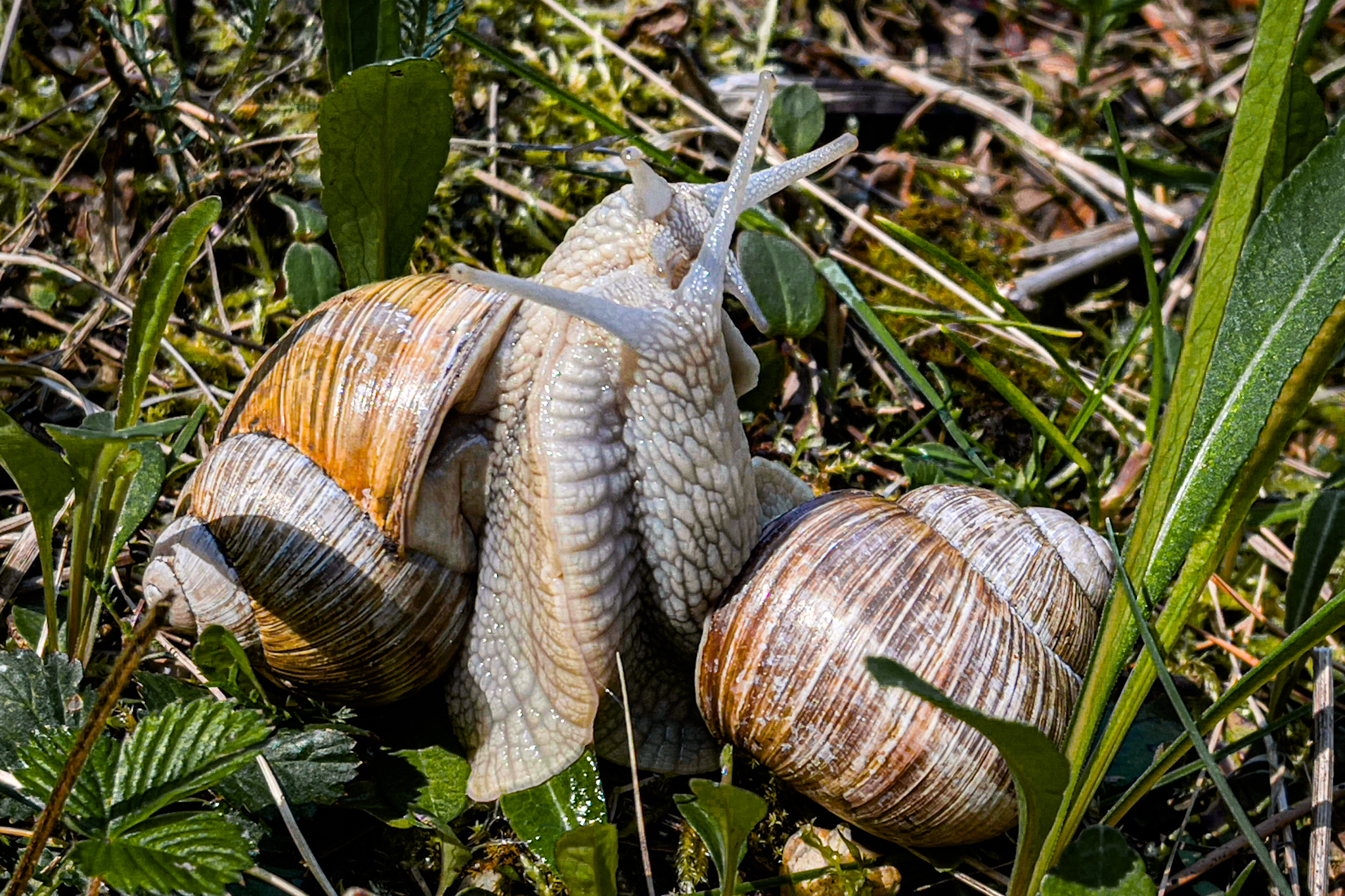 Šneci