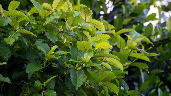 Mitragyna speciosa