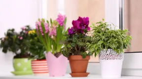 beautiful-plants-pots-windowsill