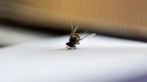 close-up-dead-bee-floor