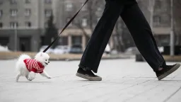 Pronajměte si psa jako auto. Nový byznys mnohé nadchl, jiné pobouřil