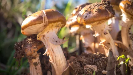 Už rostou? Chystejte košíky, na mapě růstu hub se začínají objevovat první zelená místa