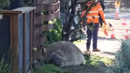 Neil, nejoblíbenější výtržník Austrálie. Tunový rypouš si podmanil internet i celé město