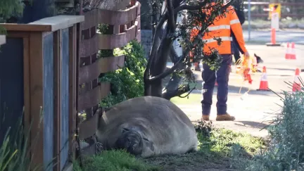 Neil, nejoblíbenější výtržník Austrálie. Tunový rypouš si podmanil internet i celé město