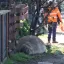 Neil, nejoblíbenější výtržník Austrálie. Tunový rypouš si podmanil internet i celé město