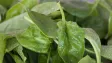 V čerstvém baby špenátu z Kauflandu bylo 50krát více pesticidů nad limit