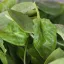 V čerstvém baby špenátu z Kauflandu bylo 50krát více pesticidů nad limit