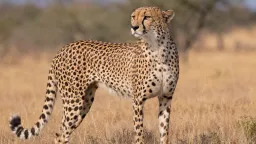 Po letech čekání přišel zlom. Pražská zoo má pět vzácných gepardích mláďat