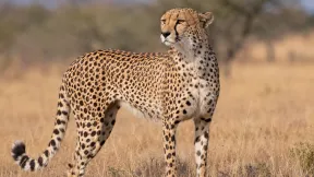 Gepard štíhlý