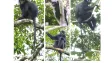 Našla se opice, kterou svět dosud neznal. Její oranžová tvář překvapila i zkušené zoology