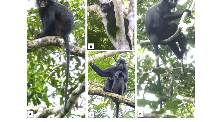 Našla se opice, kterou svět dosud neznal. Její oranžová tvář překvapila i zkušené zoology