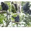 Našla se opice, kterou svět dosud neznal. Její oranžová tvář překvapila i zkušené zoology