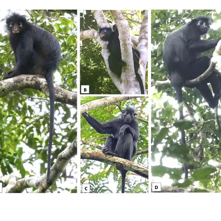 Našla se opice, kterou svět dosud neznal. Její oranžová tvář překvapila i zkušené zoology