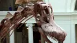 Zapomenutá kost 40 let ležela v zásuvce. Dnes je z ní jeden z nejdůležitějších dinosauřích objevů